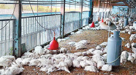 台南<br>台南市六甲區火雞場三千多隻火雞暴斃，動植物防疫檢疫局化驗後確認感染H5N6禽流感。（中時電子報圖片）