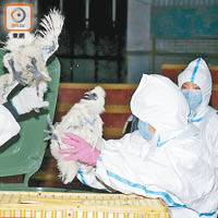 澳門<br>澳門南粵批發市場驗出有活禽帶H7病毒，先後兩度大規模銷毀活禽。