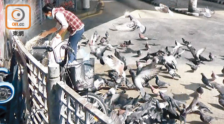 不時有市民隨處餵野鴿，反映防疫意識低。