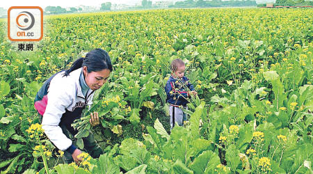 增城菜心被喻為「菜心之王」，最貴達一百元一斤，貪曾也曾收過不少這種靚菜。