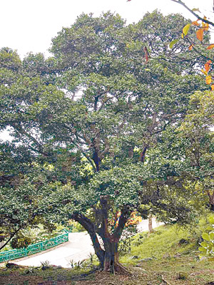 鯉魚門公園內感染嚴重褐根病的古樹。（康文署圖片）