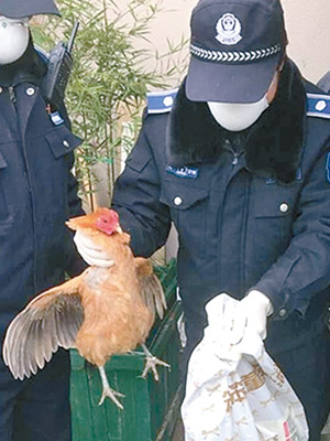武漢城管發現當地有屋苑住戶違規私養活禽。（互聯網圖片）