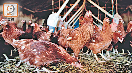英國有農場亦爆發禽流感。（資料圖片）
