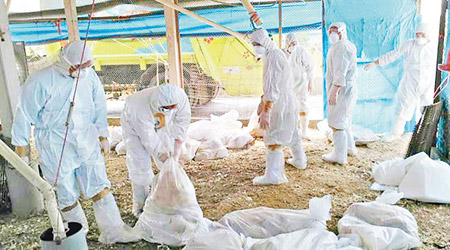 防疫人員到台南市下營區一個養雞場撲殺雞隻和消毒。（中時電子報圖片）
