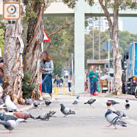 沙田<br>港鐵沙田圍站近沙角街出口行人路，長期有大量野鴿聚集。