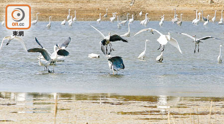 落馬洲濕地於十年間錄得逾二百六十種雀鳥出沒，佔全港記錄一半。（陳章存攝）