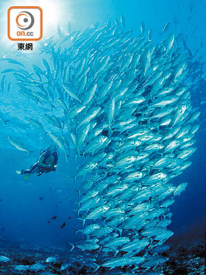 西巴丹島海域有不少魚類觀賞。（資料圖片）