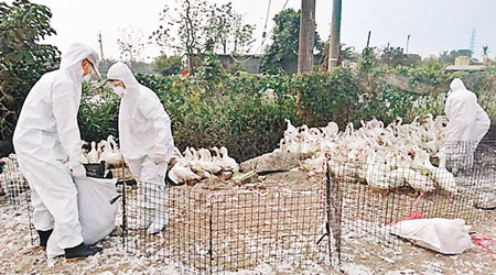 台灣<br>防疫人員在九如鄉的鴨場撲殺鴨隻。（互聯網圖片）
