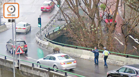 野豬西半山出巡，警員在旁驅趕。（林珮淇攝）