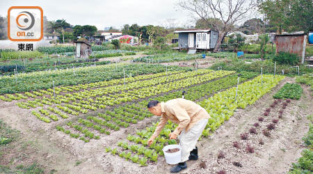 有機農業發展近年備受關注。