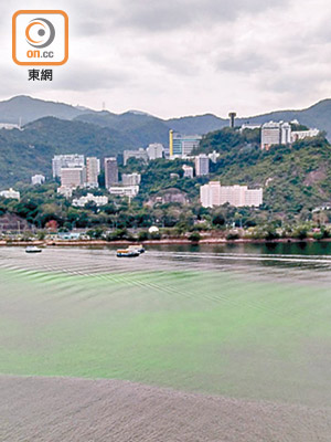 大埔吐露港海面昨出現一大片綠色漂浮物，惹起綠色海藻疑雲。（讀者提供）