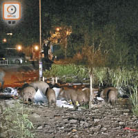為數十隻的野豬群在晚上出動搵食，垃圾遍地。