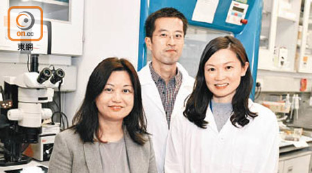 港大研究團隊外科學系副教授顏秀慧（左起）、博士後研究員黎沛凌及劉倩婷發現先天性巨結腸病可由VCL基因變異引起。
