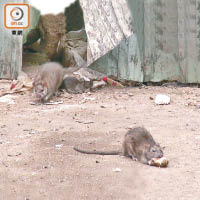 空地大部分垃圾清走後，仍有多隻老鼠覓食，鼠患未解決。