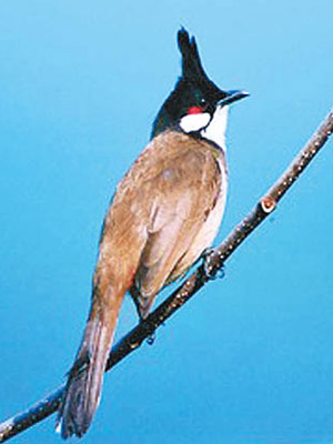 紅耳鵯為本港常見留鳥。（漁護署網頁）