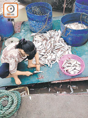 一三年，廣東省佛山市執法部門揭發有人以腐爛死魚添加工業鹽製成鹹魚。