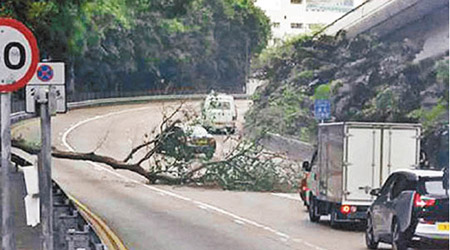 大樹倒塌橫亘馬路。（互聯網圖片）