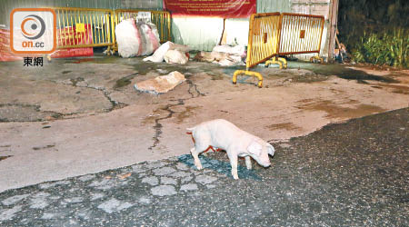 有病豬及死豬被棄置白沙村垃圾站。（高潤榮攝）