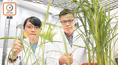 港大與京都大學研究發現提升禾稈草轉化乙醇的效能。左為林佩瑩，右為盧思聰。（陳德賢攝）