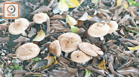 有市民於翠屏南邨附近採摘野菇進食後中毒。（資料圖片）