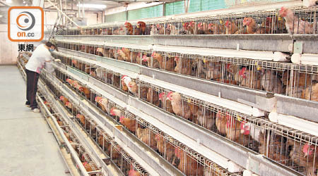 美國有生物科技公司研發人造雞肉，未來雞肉或不再來自活生生的雞隻。