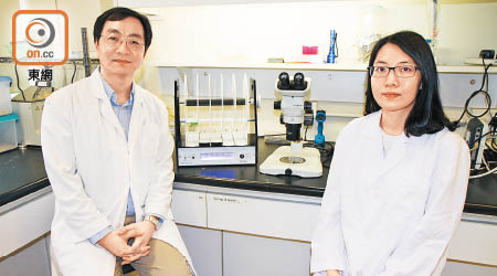 關健明（左）及研究團隊成員呂雅珠（右）為小腦萎縮症研究出新方向。（中大提供）