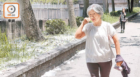 醫生指木棉花絮是致敏源，提醒市民小心吸入。