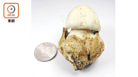 鵝膏菌是致命毒菇，可嚴重影響腎功能。（受訪者提供）