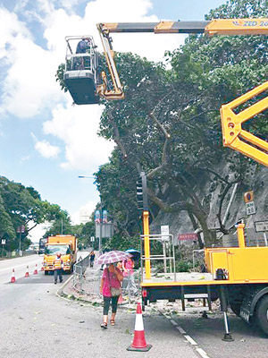 康文署工程人員昨在大埔廣福道鷺鳥林剪樹。（互聯網圖片）