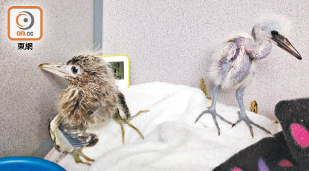 兩隻獲救鷺鳥在嘉道理農場暨植物園的野生動物拯救中心接受深切照顧。（嘉道理農場暨植物園提供）