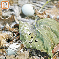 鷺鳥林處地上遺留一些懷疑是幼鳥的蛋殼。