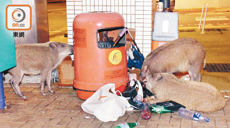 野豬夜遊深灣道覓食。（馬竟峯攝）