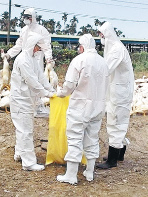 屏東縣一處肉鴨場確診H5N2禽流感，防疫人員到場撲殺鴨隻。（互聯網圖片）