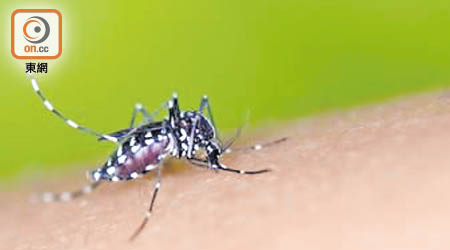 本港增三宗外地傳入登革熱，市民宜做足防蚊措施免感染。