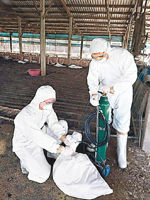 台南市下營區一處蛋鴨場確認感染禽流感，動保處撲殺全場蛋鴨。（互聯網圖片）