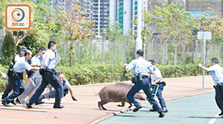 警員攔阻野豬，亦有警員跌倒。（黃永健攝）