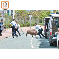 野豬衝向警員，再撞及漁護署的客貨車。