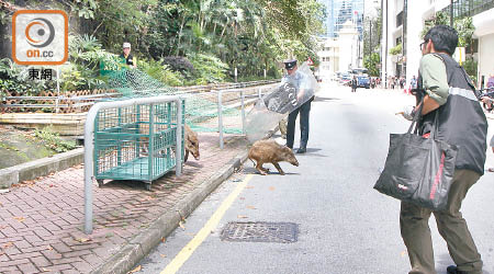 野豬逃避圍網。（曾志恆攝）