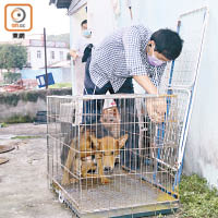 愛協人員檢視犬隻情況。