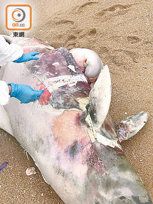 海豚屍體嚴重腐爛，內有夭折小海豚。（香港海洋公園保育基金提供）