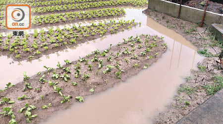 連場大雨令本地菜農損失慘重。（資料圖片）