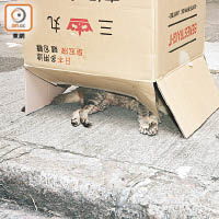 警員用紙盒覆蓋貓屍。（趙瑞麟攝）