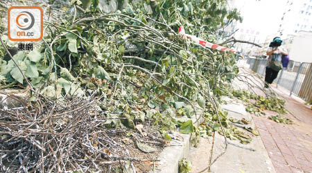 上月康文署於大埔運頭角里修樹，導致大批鷺鳥死亡。（資料圖片）