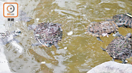 池水污濁<br>康寧道公園水池的池水相當污濁。