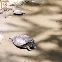 缺水暴曬<br>烏龜被遺留在沒有水的水池內，烈日當空下，有機會中暑，嚴重更會導致死亡。