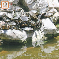 空間不足<br>賽馬會德華公園內的龜隻欠缺空間，惟有爬上石頭，形成多個「龜山」。