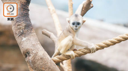 「樂奇」是首隻港產川金絲猴，性格活躍調皮。（海洋公園提供）