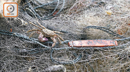廢棄魚網會纏死海洋生物，故有「鬼網」之稱。