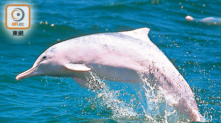 環保團體指，大嶼山海域已經很久沒有出現過中華白海豚。（資料圖片）