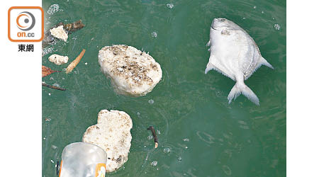 污染漂浮物附近發現有死魚。（李志湧攝）